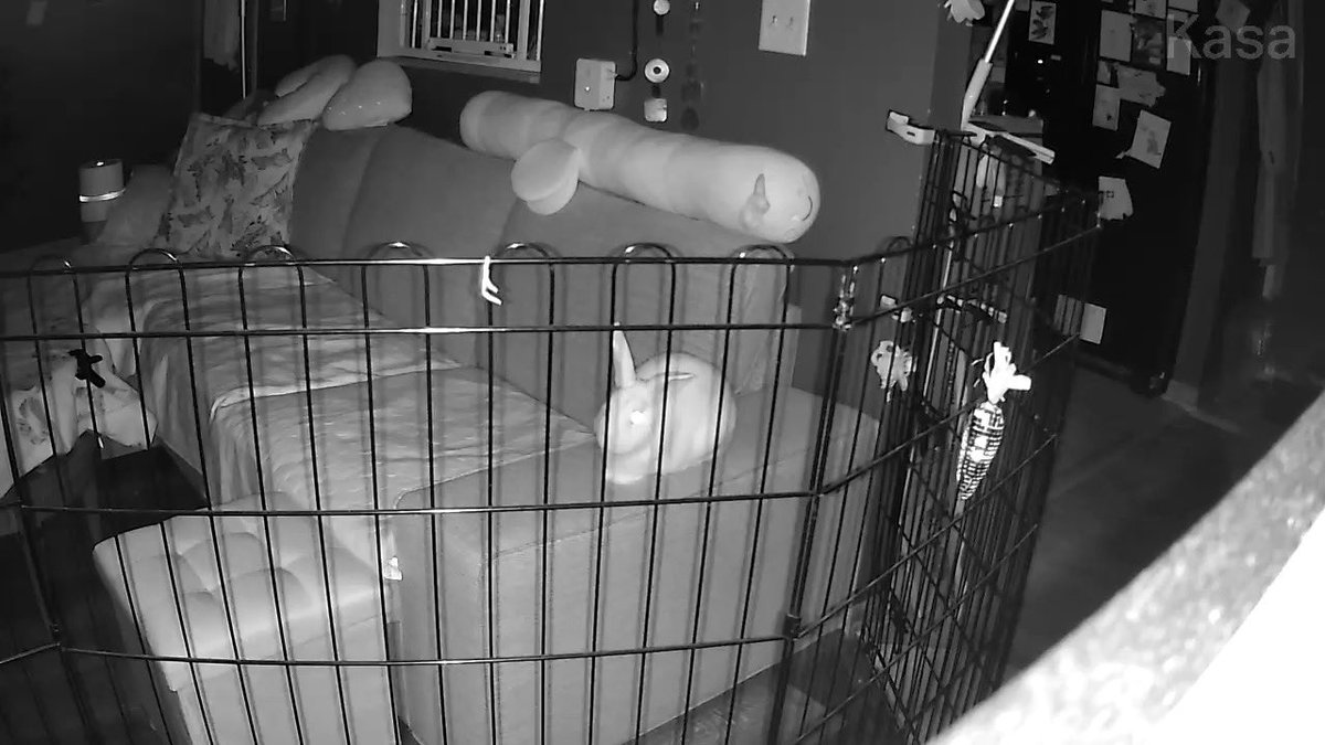 👁️👁️seeing how bun does when given free rein over living room at night 