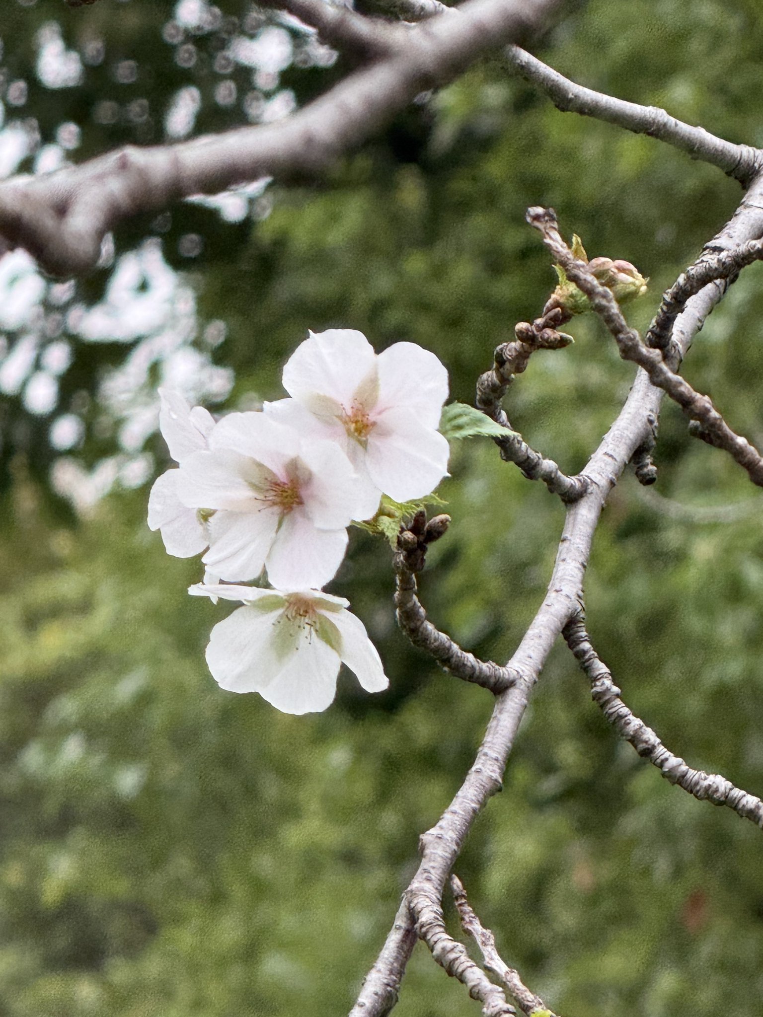 都立舎人公園 on X: 