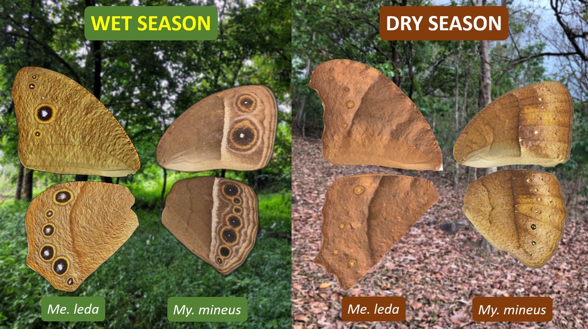 1/3 Excited that my final PhD MS is online! Big thanks to Ullasa (PI) (vanasiri.in) <a href="/bio_iisertvm/">School of Biology, IISER-Thiruvananthapuram</a>  &amp; collaborators Freerk and Urszula <a href="/UAM_Poznan/">UAM Poznań</a>. Turns out humidity, not just temperature, plays a major role in butterfly eyespot plasticity. doi.org/10.1101/2025.1…