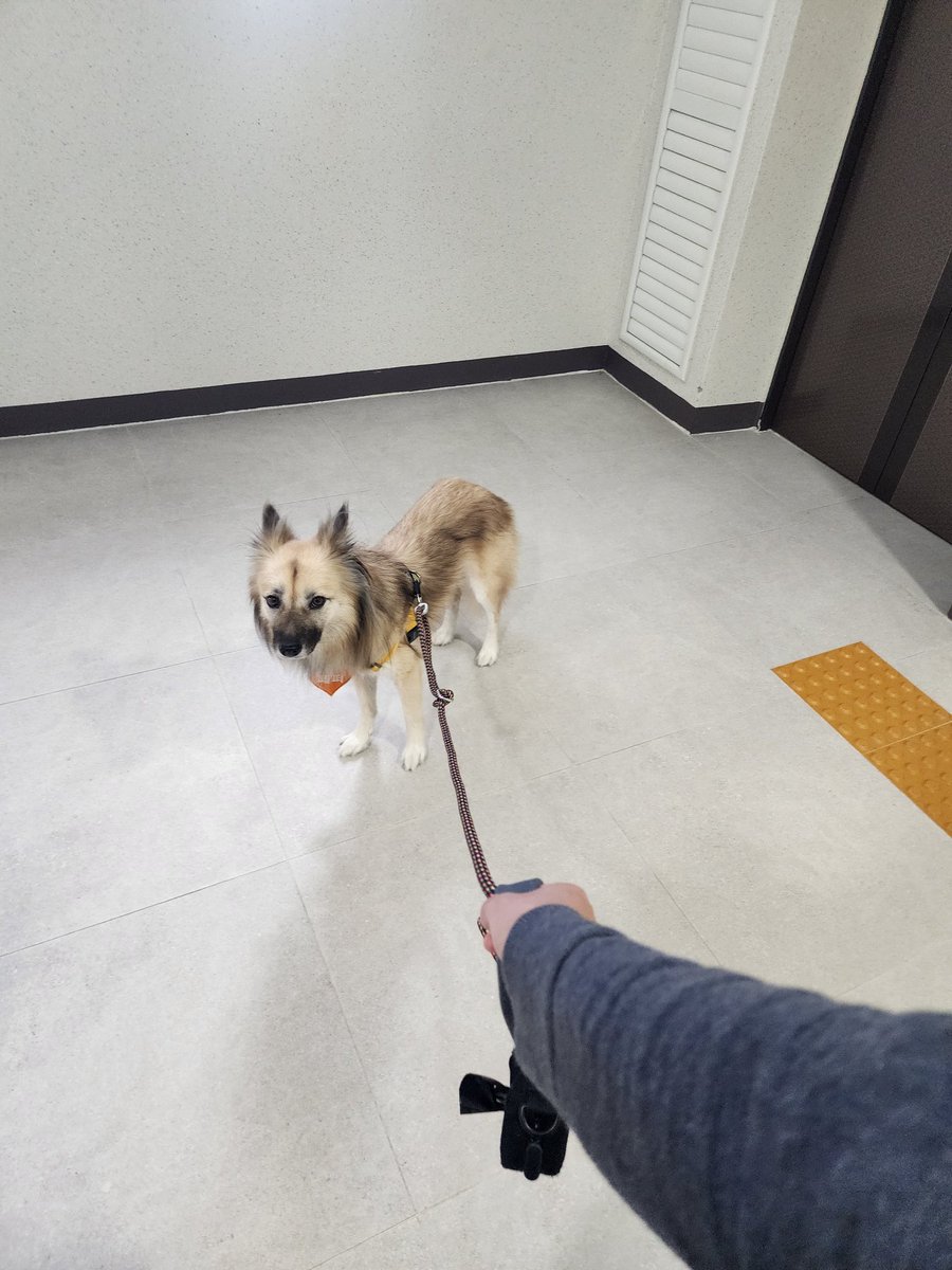 페퍼뻽뻐/메인트가족찾는희망이🐕 (@joy_3011) on Twitter photo 