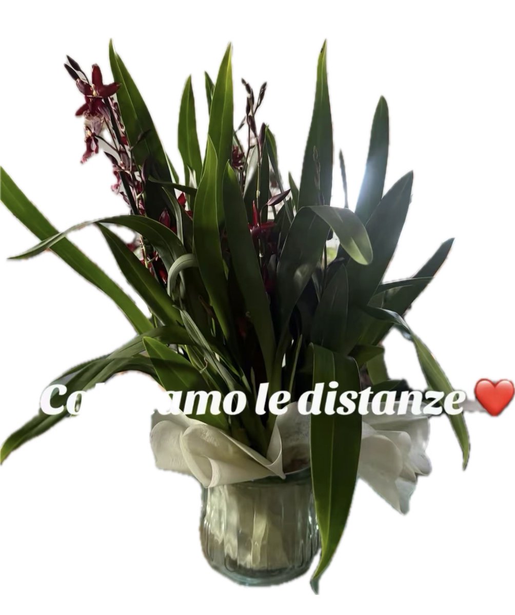 Cubedapiante's tweet photo. Colmiamo le distanze con un gesto speciale! 🎁✨ Ordina a distanza con il nostro servizio di consegna a domicilio GRATUITA! 🚚💐 Basta un messaggio su WhatsApp 3472815918 per prenotare, e il pagamento si può effettuare tramite bonifico. https://t.co/fIZgHQkZ07