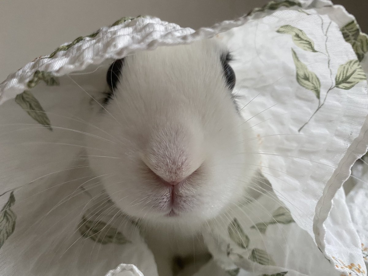 토끼 세계에서 가장 큰 129㎝ '기네스북 토끼' 도둑맞아 | 연합뉴스