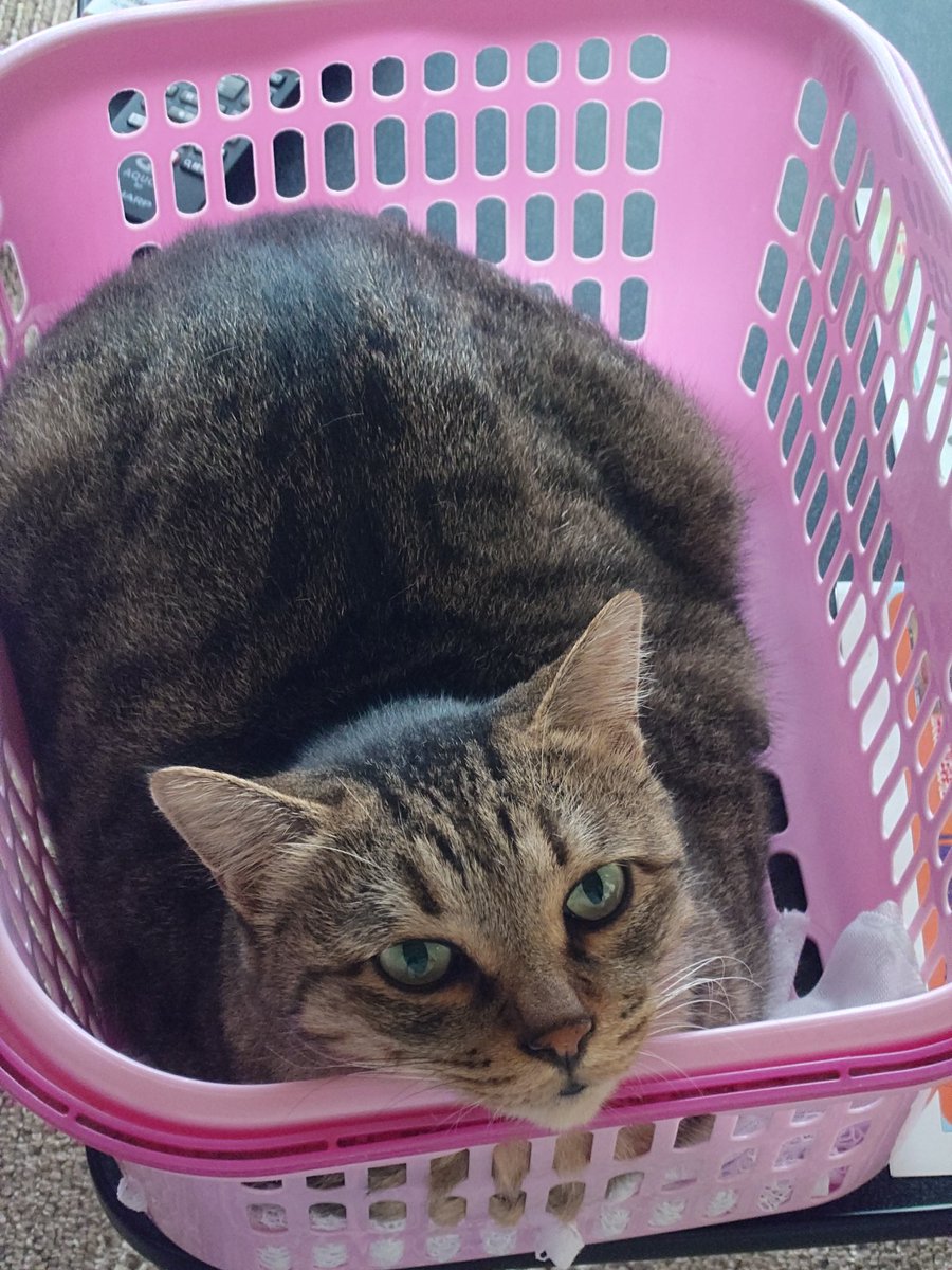 にゃん太ぁ (@nyannta_00) / Posts / X