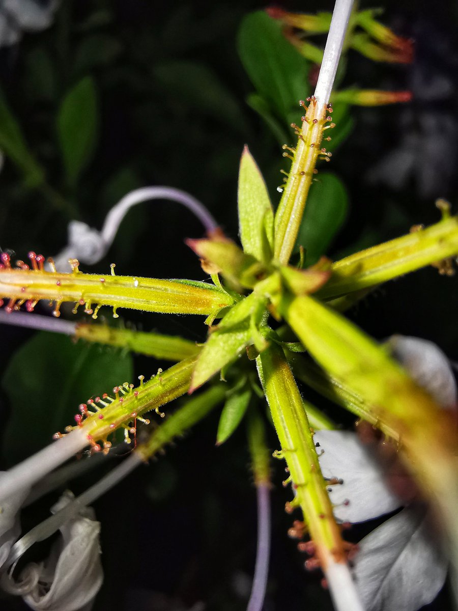 maliixmohsin's tweet image. #microphotography #flowers #lightcolor #photography #huaweinextimage