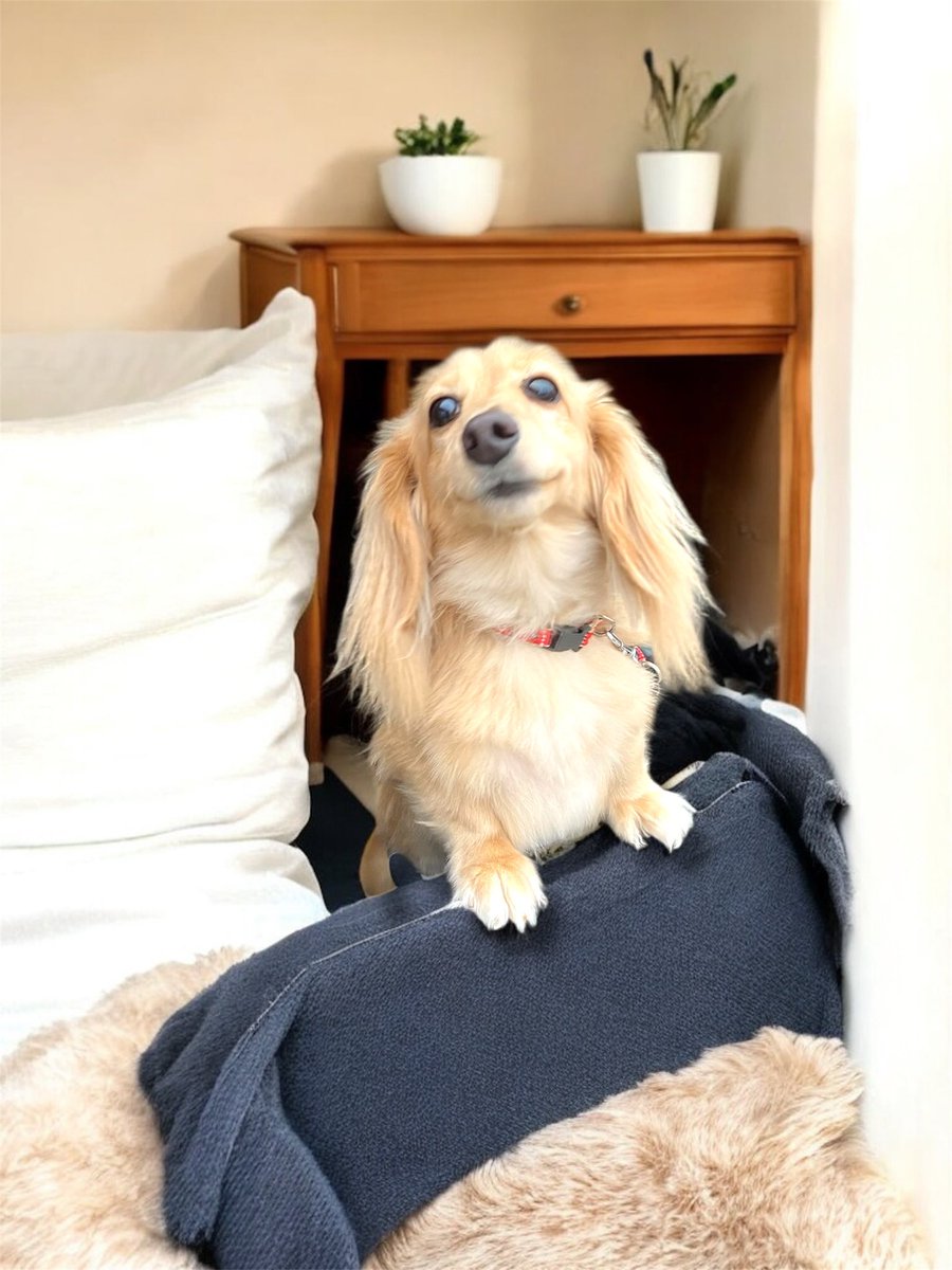 mayah_jp's tweet photo. 我が家にはダックス4匹🐶
家を守ってくれてる…けど帰宅後、家の中が大惨事な事も😂幸せな奴等だ😄
#ミニチュアダックスフンド　
#犬のいる暮らし 
#ダックスまみれ https://t.co/qXF46pSKnM