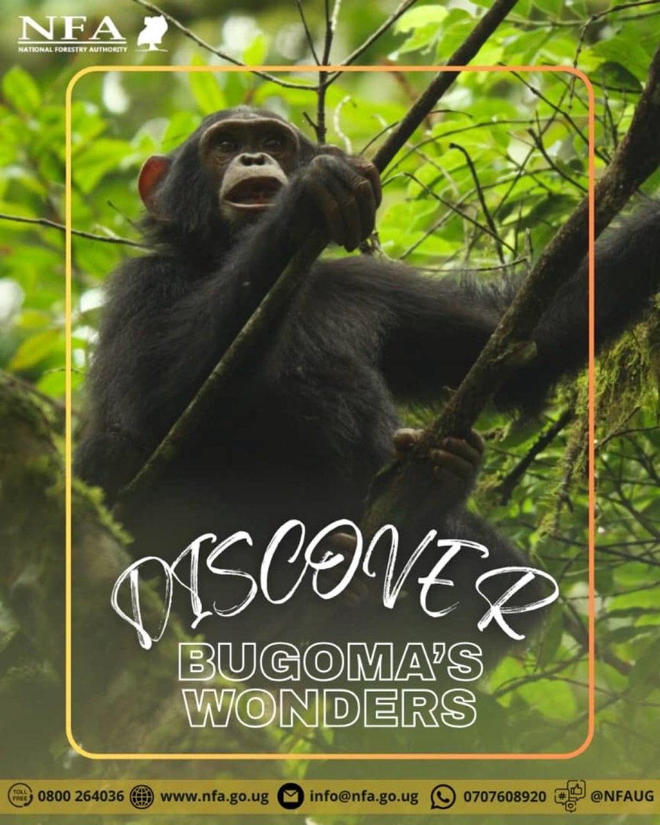 Luxury is nature. Find it in Bugoma’s pristine  wilderness.

For bookings visit tourism.nfa.go.ug/bookings

#NatureByNFA #ExploreUganda #VisitUganda
