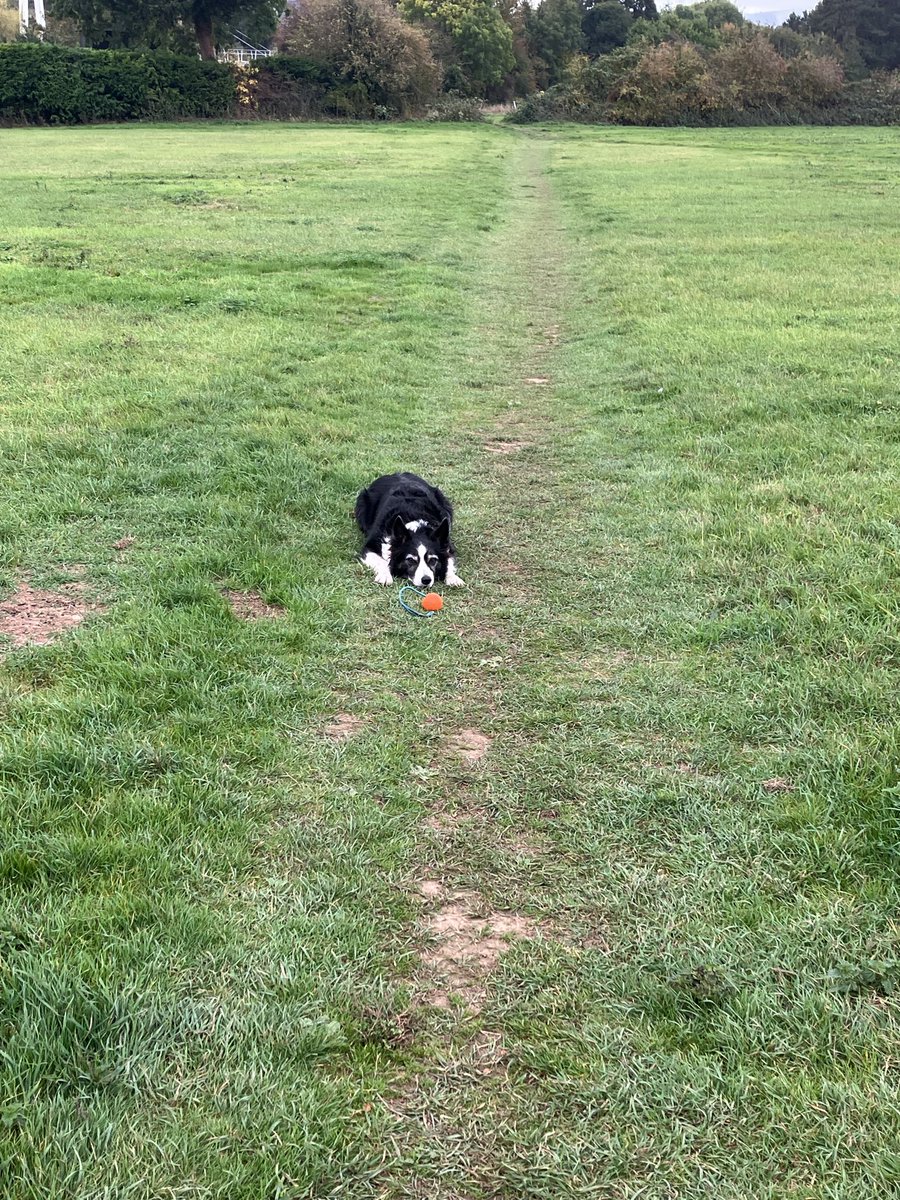 MagdaBoucher's tweet photo. @Kesthecollie Good morning…. https://t.co/OgcmUKi2fM