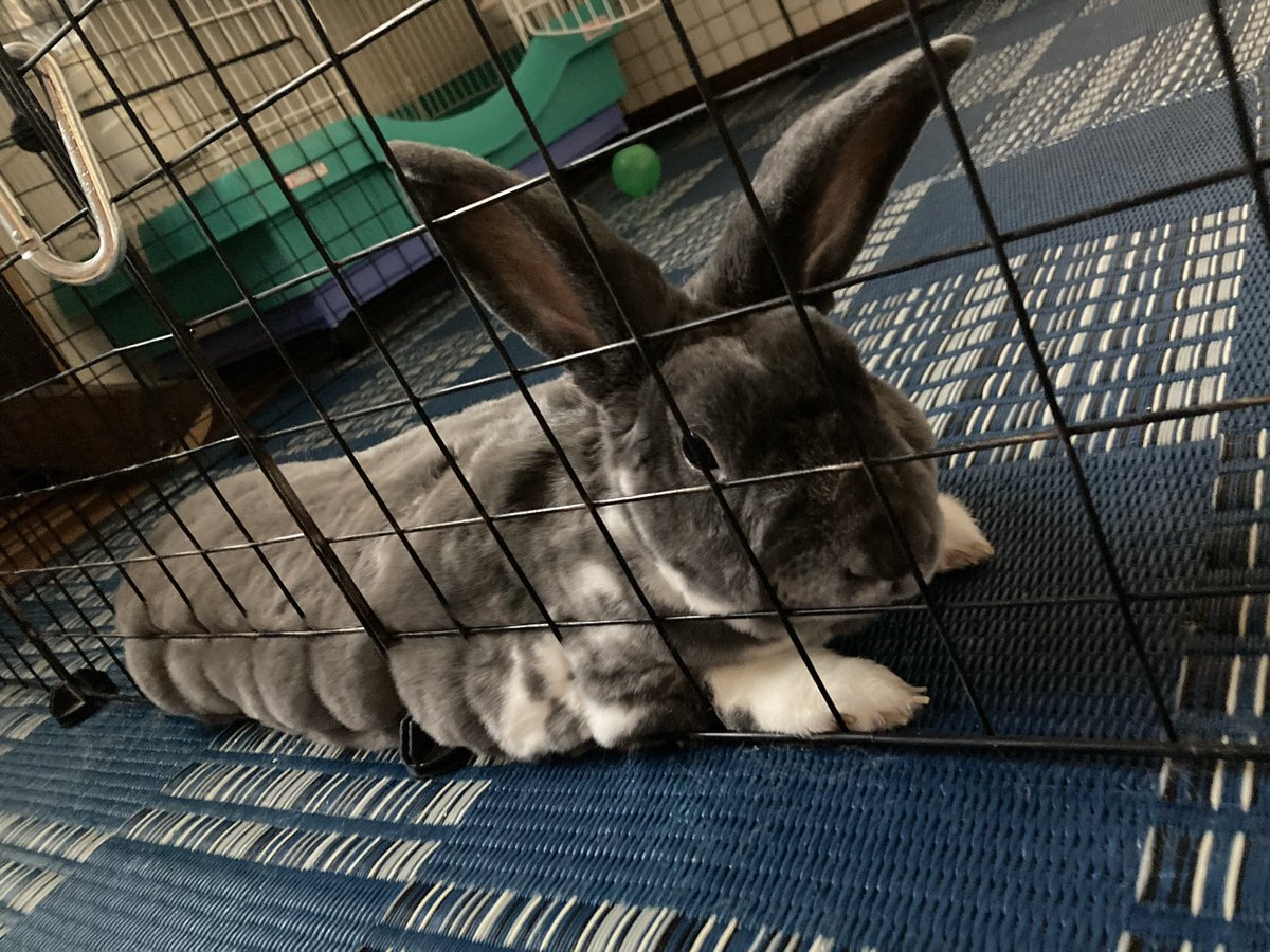 どんぐりfactory@(デンレゼ尊) tweet media