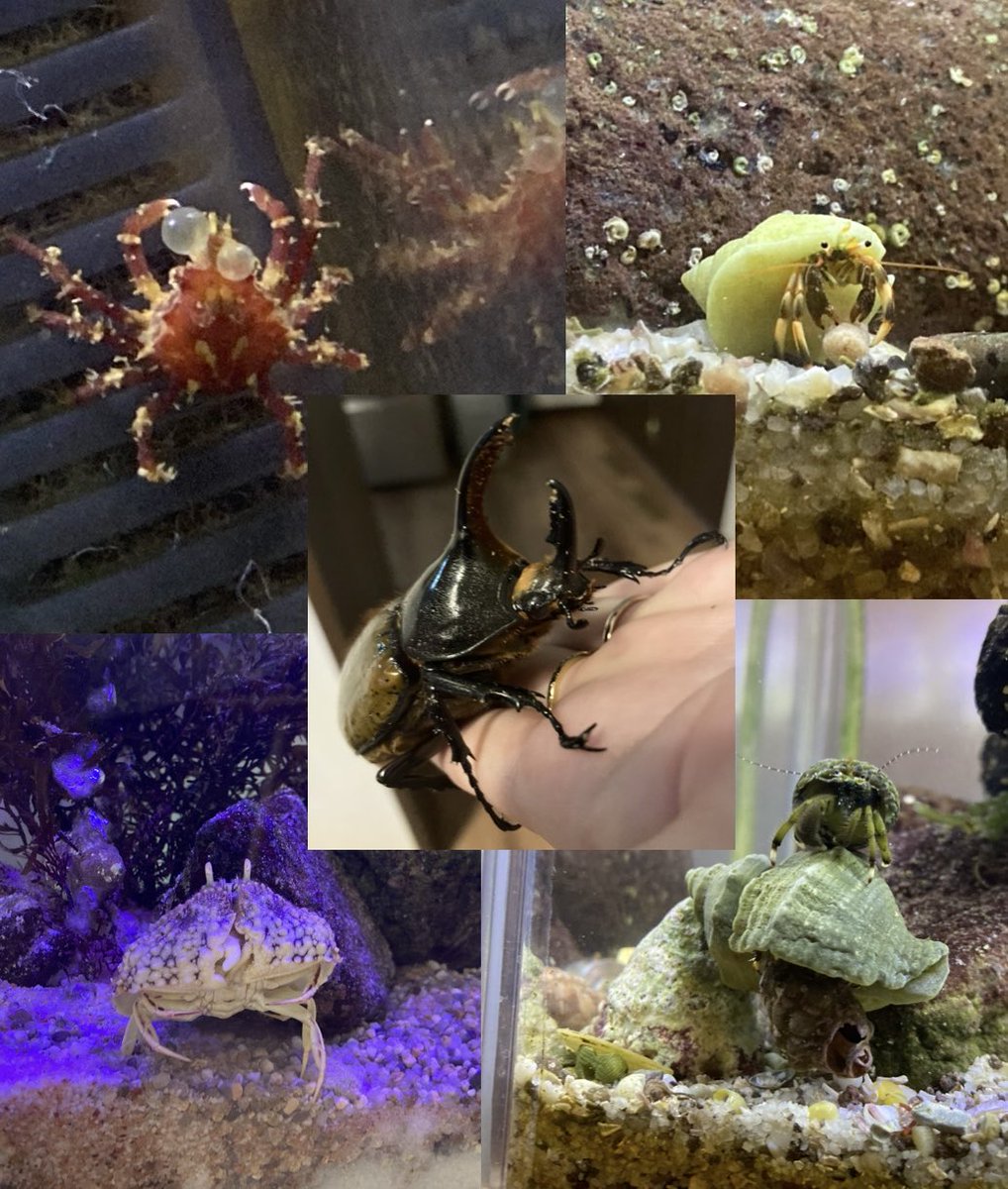 どんぐりfactory@(デンレゼ尊) tweet media