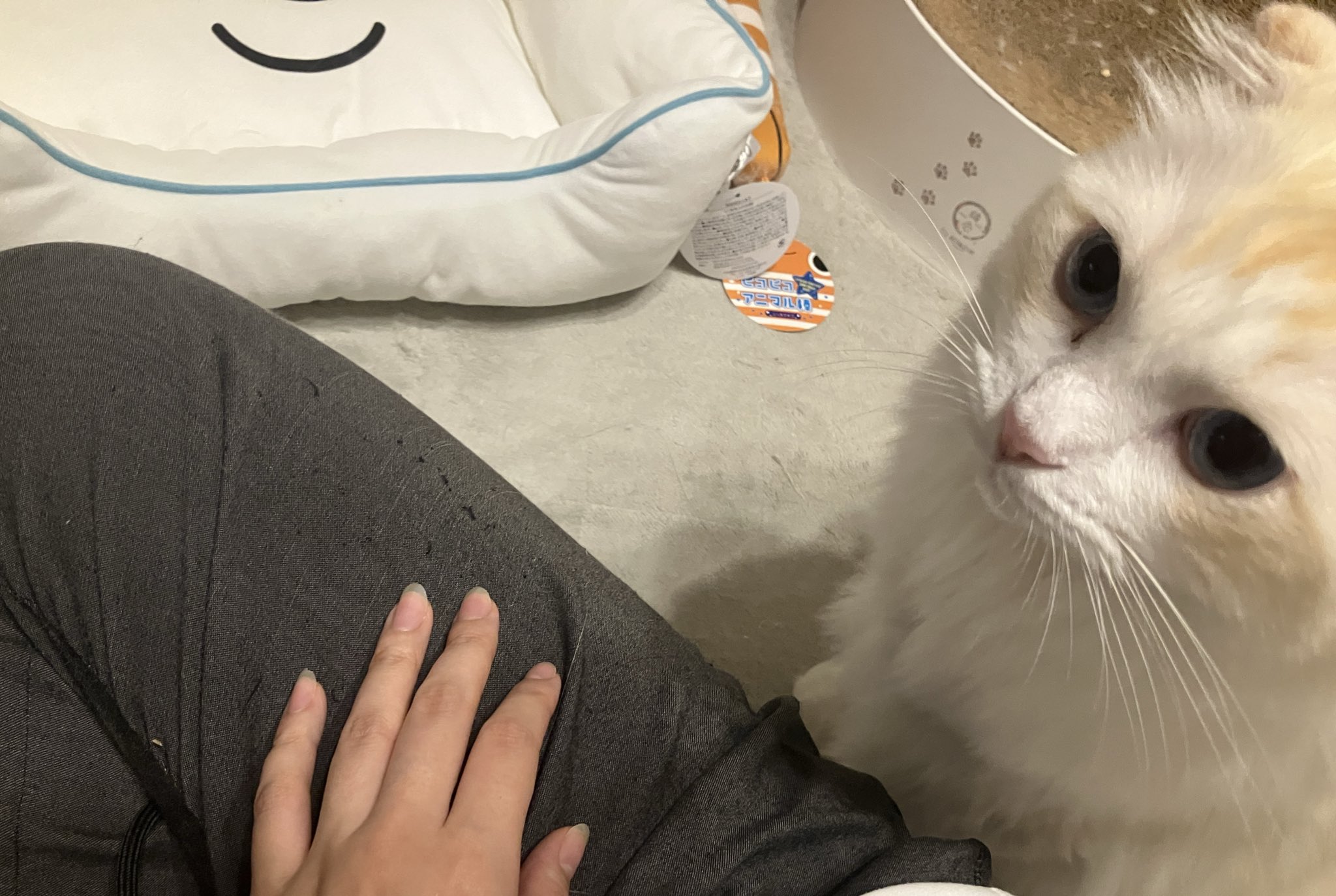 ねこじるしちくわ ちくわ♡つみれ スコティッシュフォールド/ラガマフィン