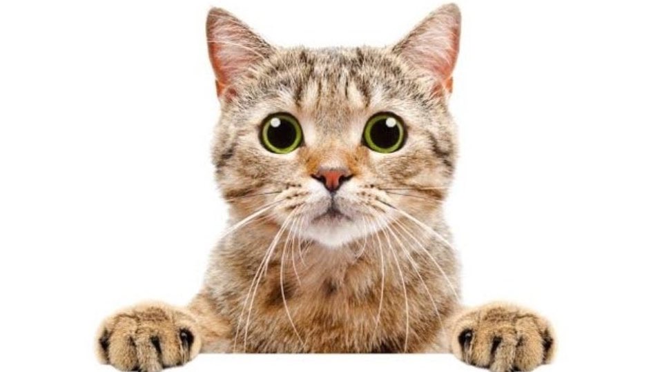 Bugün, Dünya Kedi Günü.