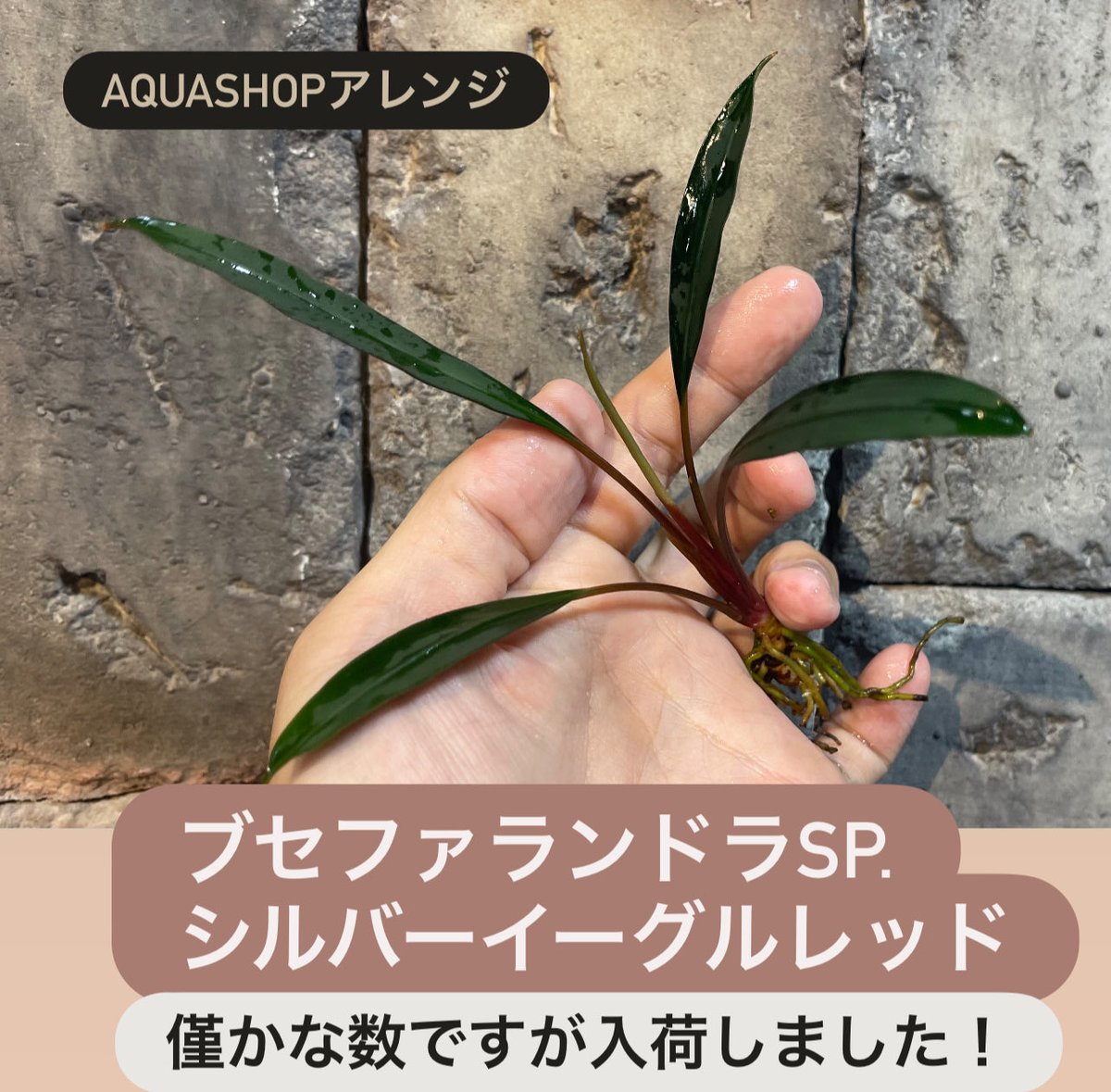 Bucephalandra sp. #シルバーイーグルレッド