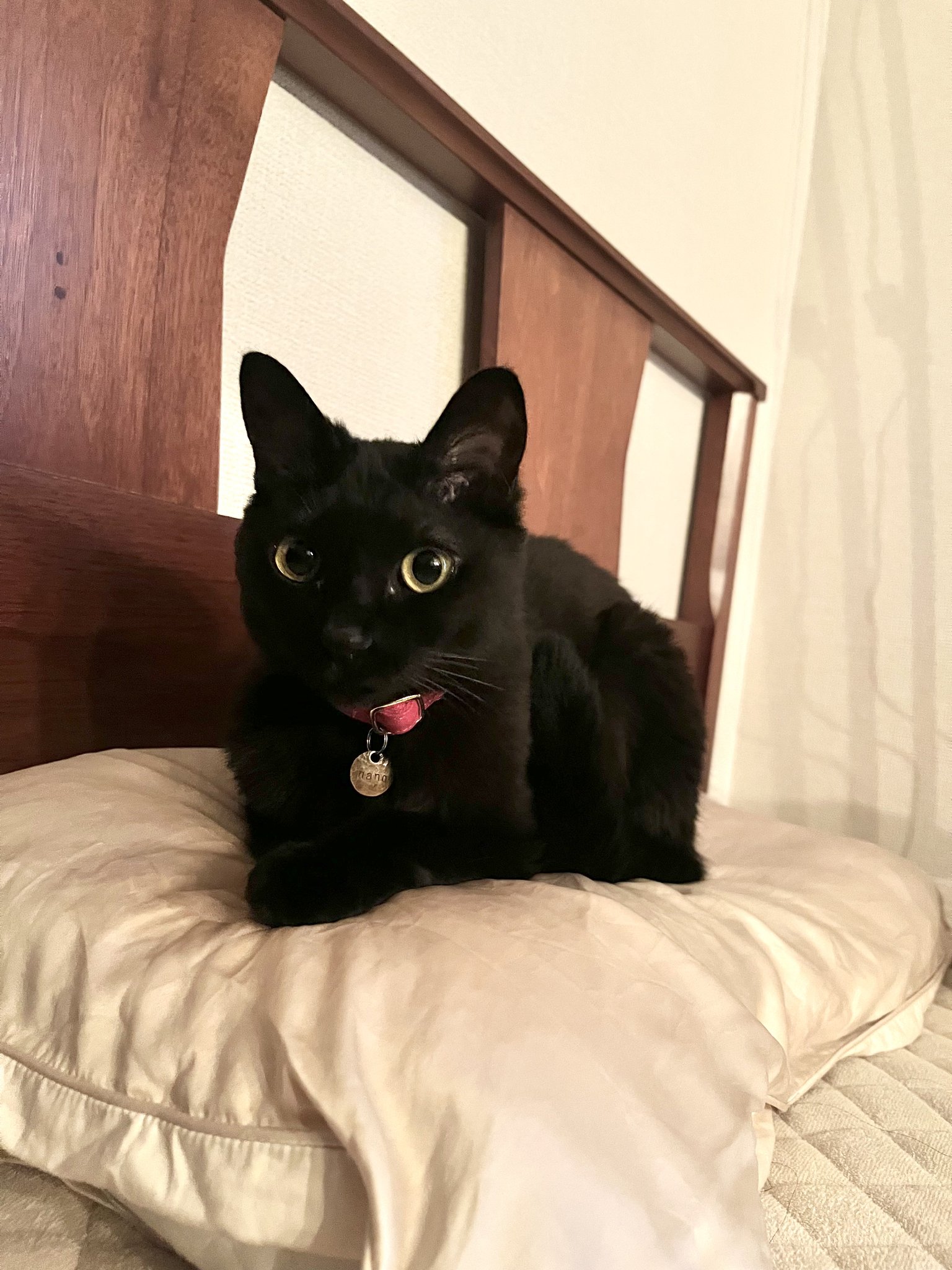 猫ちゃん 楽天市場】デジレクト しっぽふりふり あまえんぼうねこちゃん