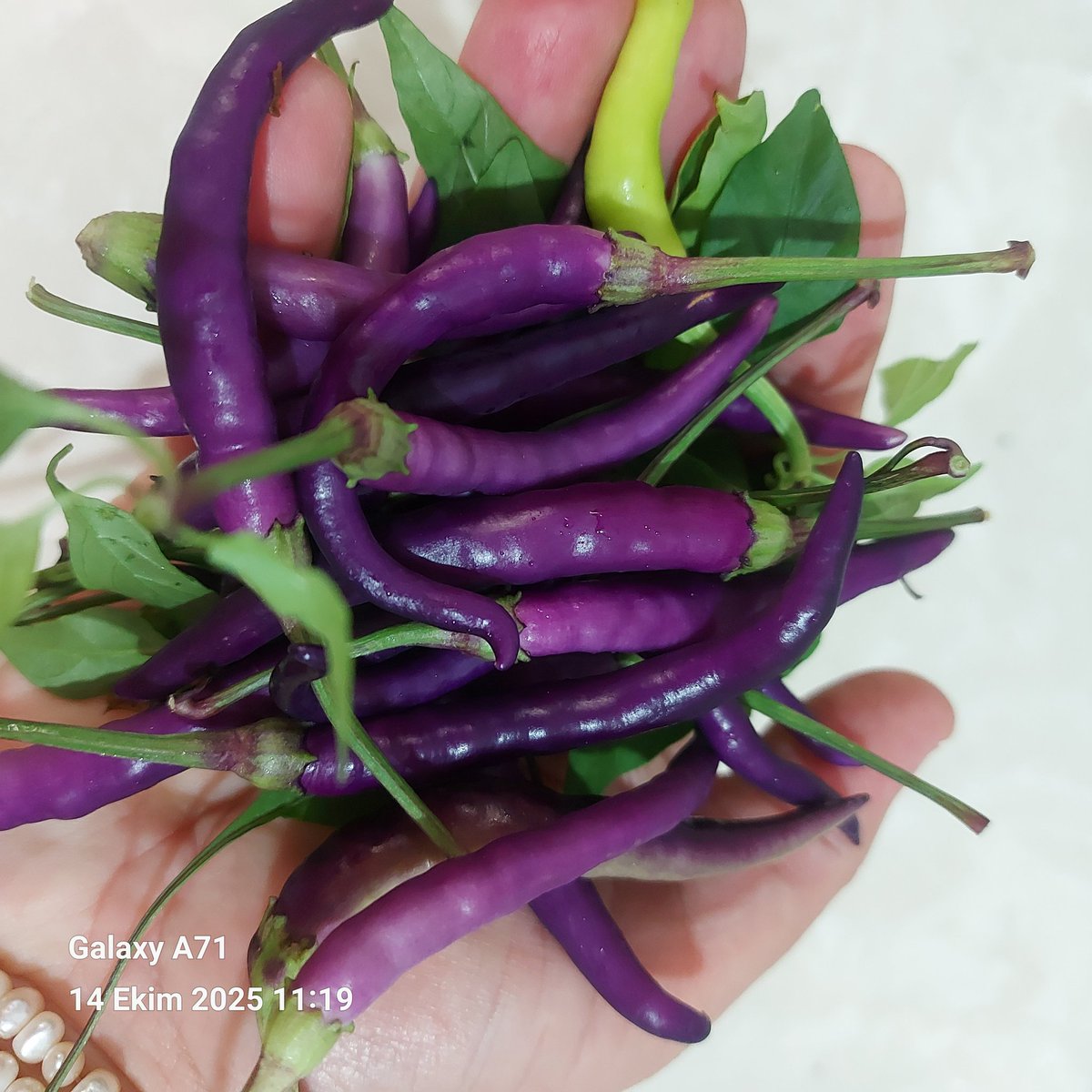 Bir avuç güzellik, Günaydın