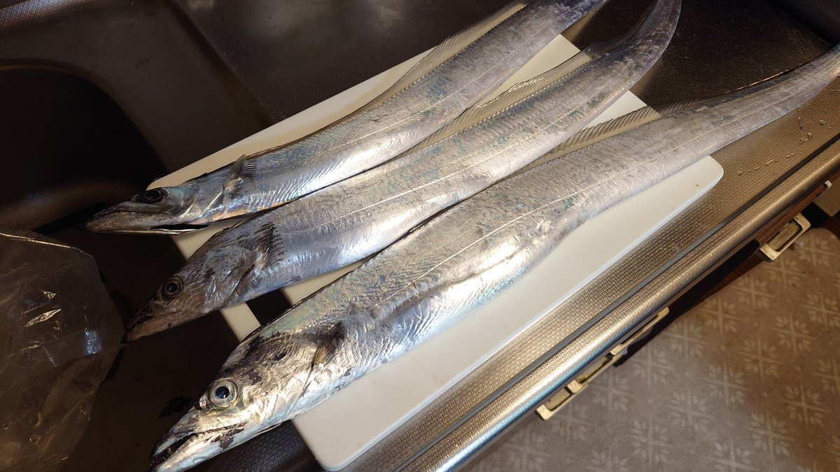 釣り帰りの友人からタチウオ貰った

目が綺麗
