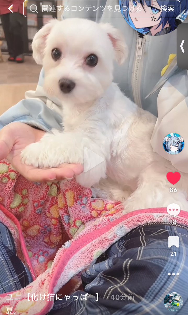犬と戯れる猫

vt.tiktok.com/ZSUHuqJDE/