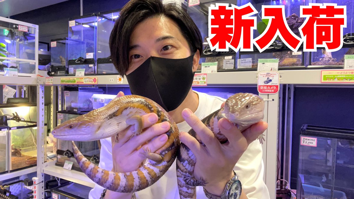 かおりん@🍺✭🌾🎎しんぐゆうけん研究員🐍🍺 (@kaorin0622