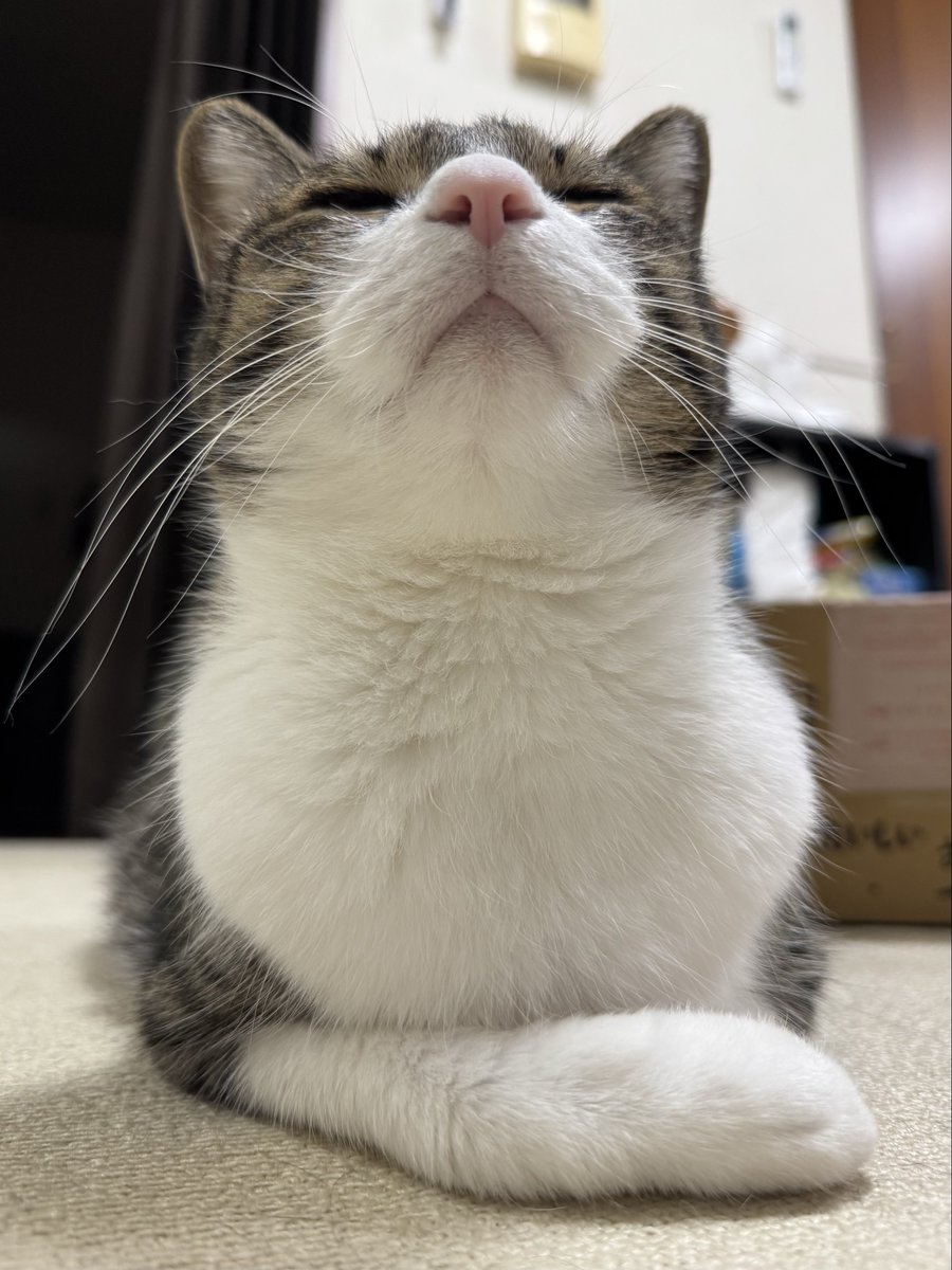 おこんばんにゃん🐾