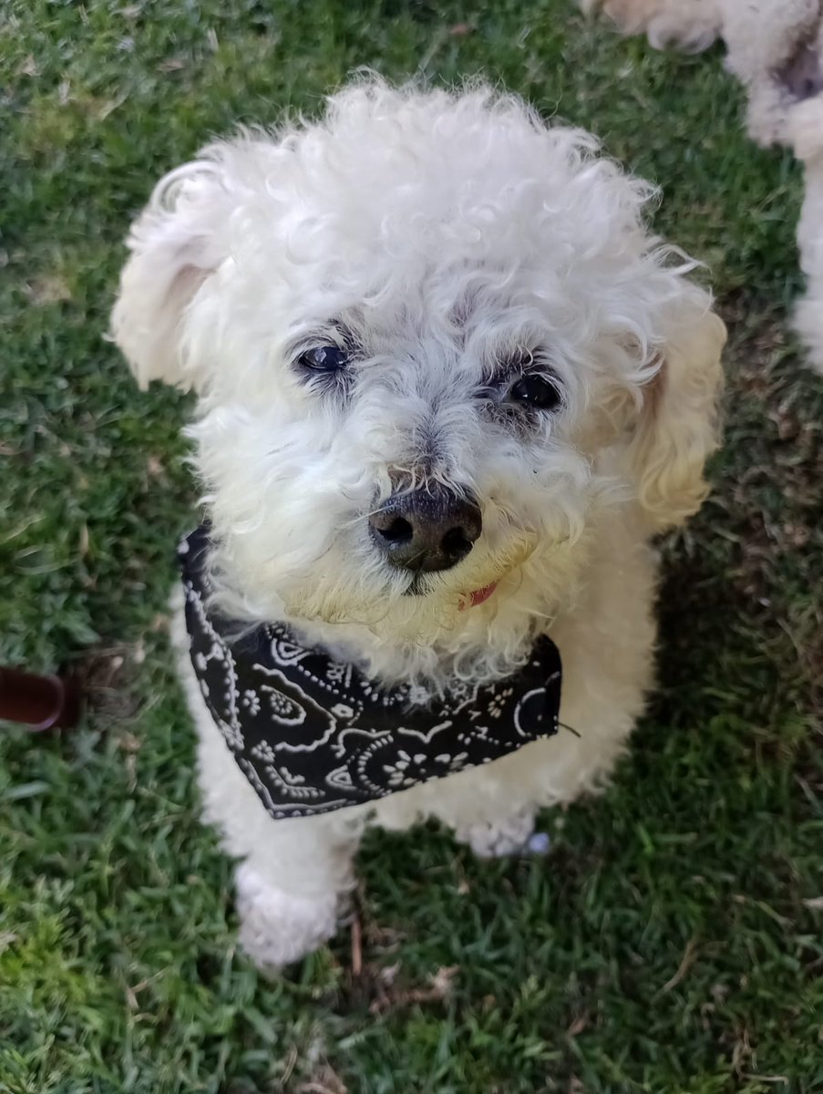 Silvillau's tweet photo. La fuerza que me da leerlos y saber q Marcelito les alegraba sus días,  q compartían sus fotos entre sus amigos o familia , q les recordaba a su perrito...
Quiero q recordemos  c una sonrisa . Como esta q hoy les regalo.
#BuenJueves a todos! https://t.co/YlBPj4NDK9
