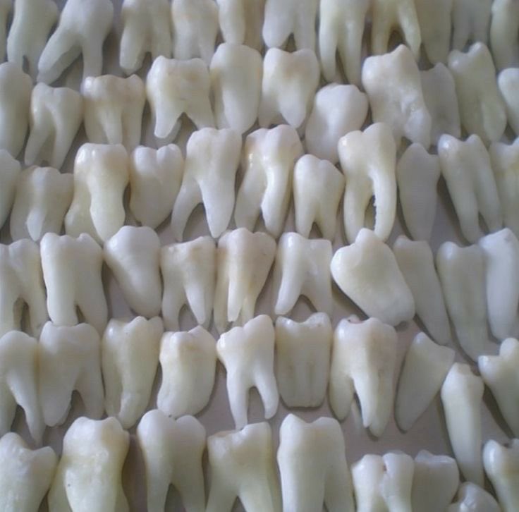 hatsunerikus's tweet photo. nct wish as tooth 🦷 

a thread https://t.co/LeJWH8SoLU