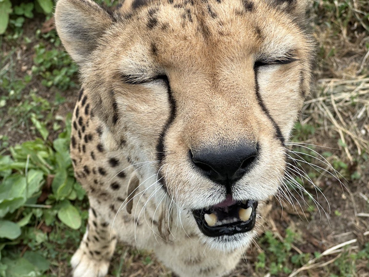 nothing but pure bliss in this creature