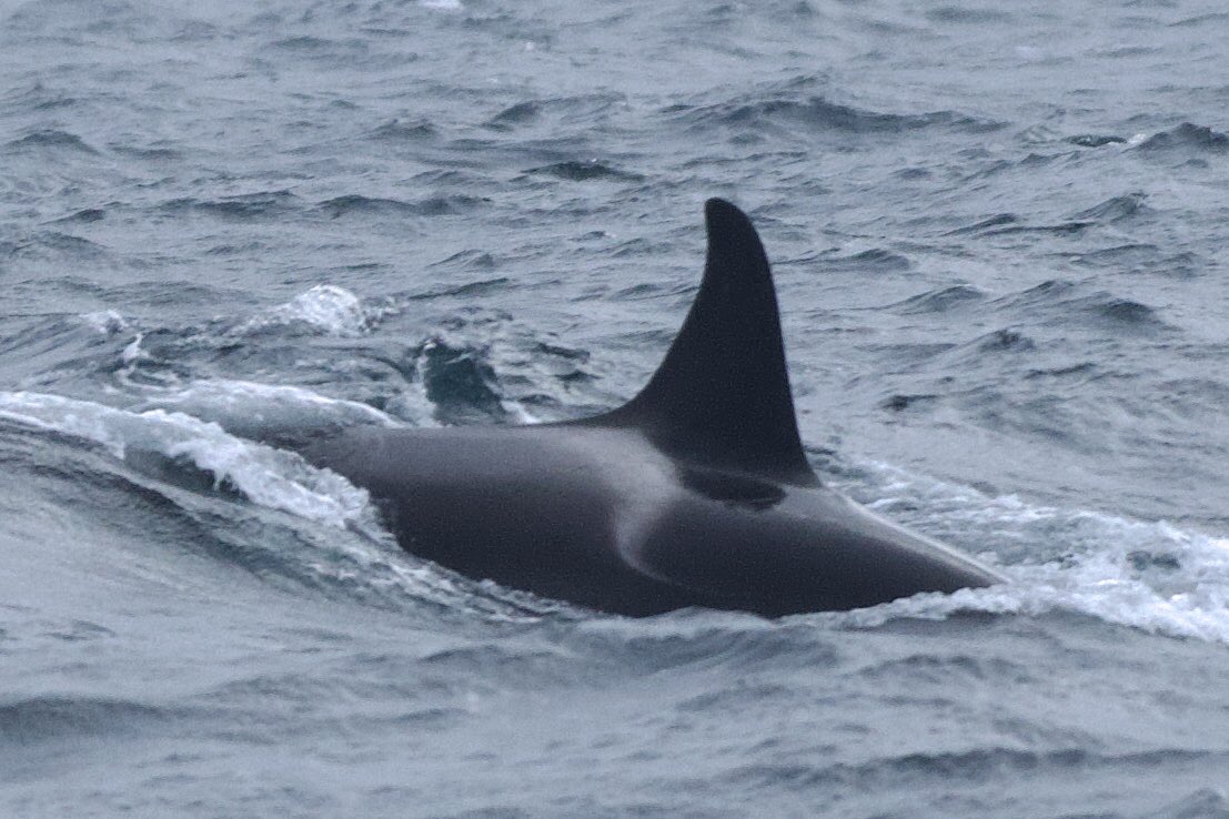 A fabulous finale to yesterday’s Scillies birding trip aboard MV Sapphire, in the shape of a pod of Orcas, made for a most memorable day. Thanks Joe and the crew!  <a href="/Scillypelagics/">Scilly Pelagics</a> <a href="/ScillyWildlife/">Isles of Scilly Wildlife Trust</a> #BirdsSeenIn2025 #BirdsofX