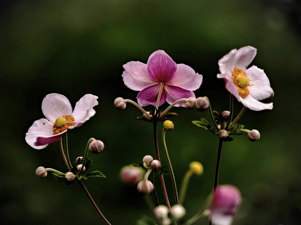 PEKHTography's tweet image. Japanese anemones: "We don't do spring like basic flowers do" 💁‍♀️ Apparently September is the new May and nobody told the rest of the garden 🌸 The audacity is almost as beautiful as the petals 😏 #MainCharacterEnergy
#flowers #anemone #garden #nature #pink #white #blooms #autumn