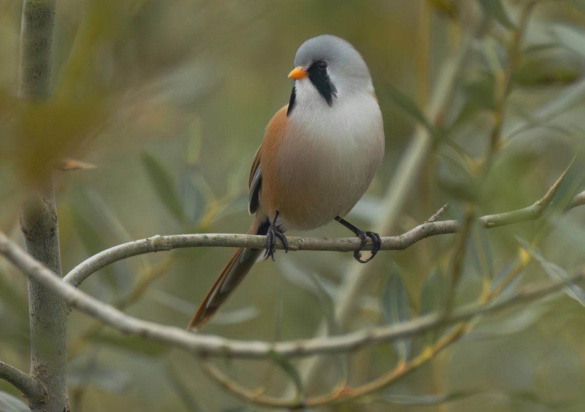 Bearded Tit with black eyes, third one I have seen over the years at <a href="/RSPBStrumpshaw/">Bird Sightings</a> 😊