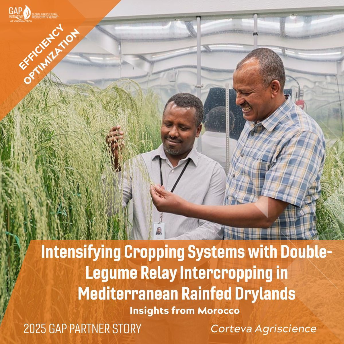 We're celebrating #teff on this <a href="/FAO/">Food and Agriculture Organization</a> #WorldFoodDay. 

@Corteva Agriscience is developing shorter and sturdier teff varieties in #Ethiopia. Read: globalagriculturalproductivity.org/gap-bulletin/a… 

Photo: Donald Danforth Plant Science Center

#Agriculture #efficiency #optimization