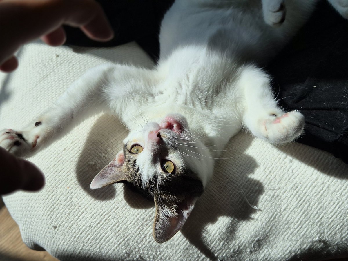 크앙!🖐                              크르르랑!!!!!!!🐾