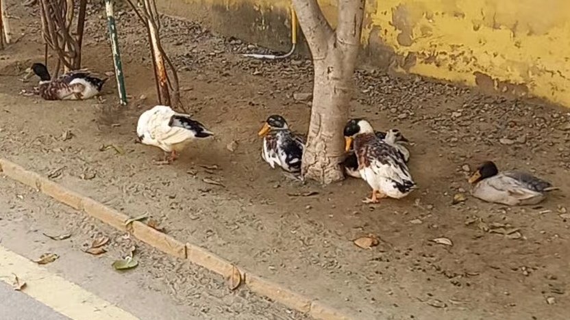 Yuutcey's tweet photo. Daily routine these days is getting up from my desk at sharp 11 and go check on the ducks. I love these silly little guys. #DuckFather https://t.co/fP0ksunXTh