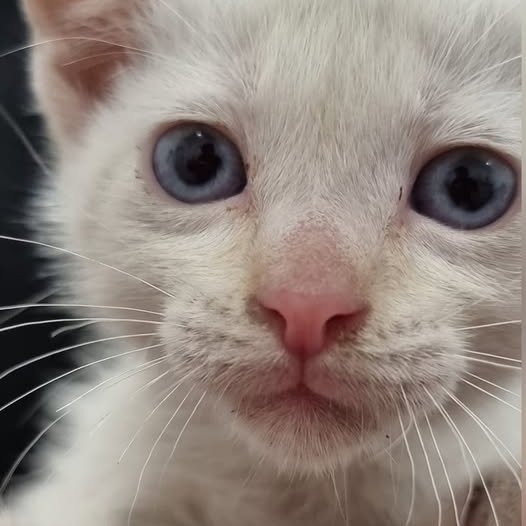 #Madri
BERLIOZ cachorrete de 1,5 meses RESCATADO de Poligono Industrial junto a 2 hermanos
NECESITA #adopcion
Se entrega chipado,vacunado,desparasitado y testado en leucemia e inmuno
EXIGIMOS protecciones en ventas,balcones y terrazas   CONTACTO 📩facenuevavida@gmail.com
