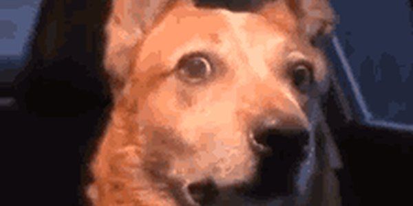 thecodinglove's tweet image. When I’m about to run a git status thecodinglove.com/when-im-about-…