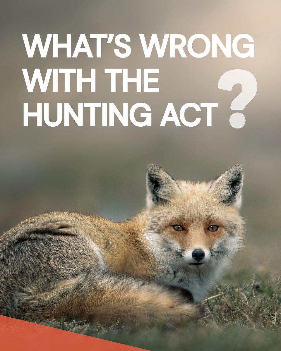 LeagueACS's tweet photo. The government is expected to consult on banning trail hunting. A long-overdue step towards ending hunting with dogs for good.
See why the Hunting Act needs fixing and why this consultation is crucial:
https://t.co/n4clbnj1md
#TimeForChange https://t.co/gHTTU6ms73