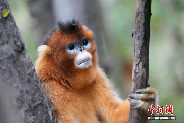 PuebloEnLnea's tweet image. Los #monos chatos dorados de #Sichuan prosperan en la exuberante Reserva Natural Nacional de Baihe, en Jiuzhaigou de Sichuan, China. Con su clima húmedo y sus serpenteantes arroyos, la reserva ofrece un hábitat ideal para unos 1700 ejemplares de esta rara y fascinante especie.