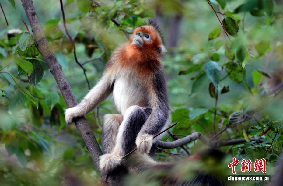 PuebloEnLnea's tweet image. Los #monos chatos dorados de #Sichuan prosperan en la exuberante Reserva Natural Nacional de Baihe, en Jiuzhaigou de Sichuan, China. Con su clima húmedo y sus serpenteantes arroyos, la reserva ofrece un hábitat ideal para unos 1700 ejemplares de esta rara y fascinante especie.