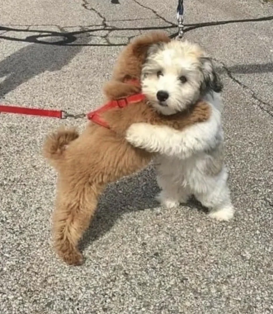 __illker__'s tweet image. Dostluk kazansın🐾🐕‍🦺
#dost #perşembe #pati #köpek