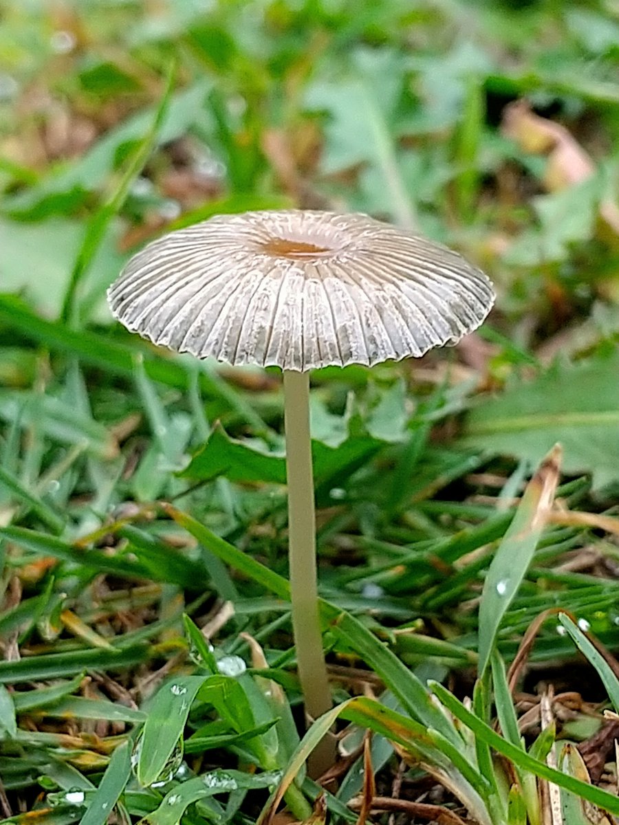 きのこのこのこ kisakino on X: 