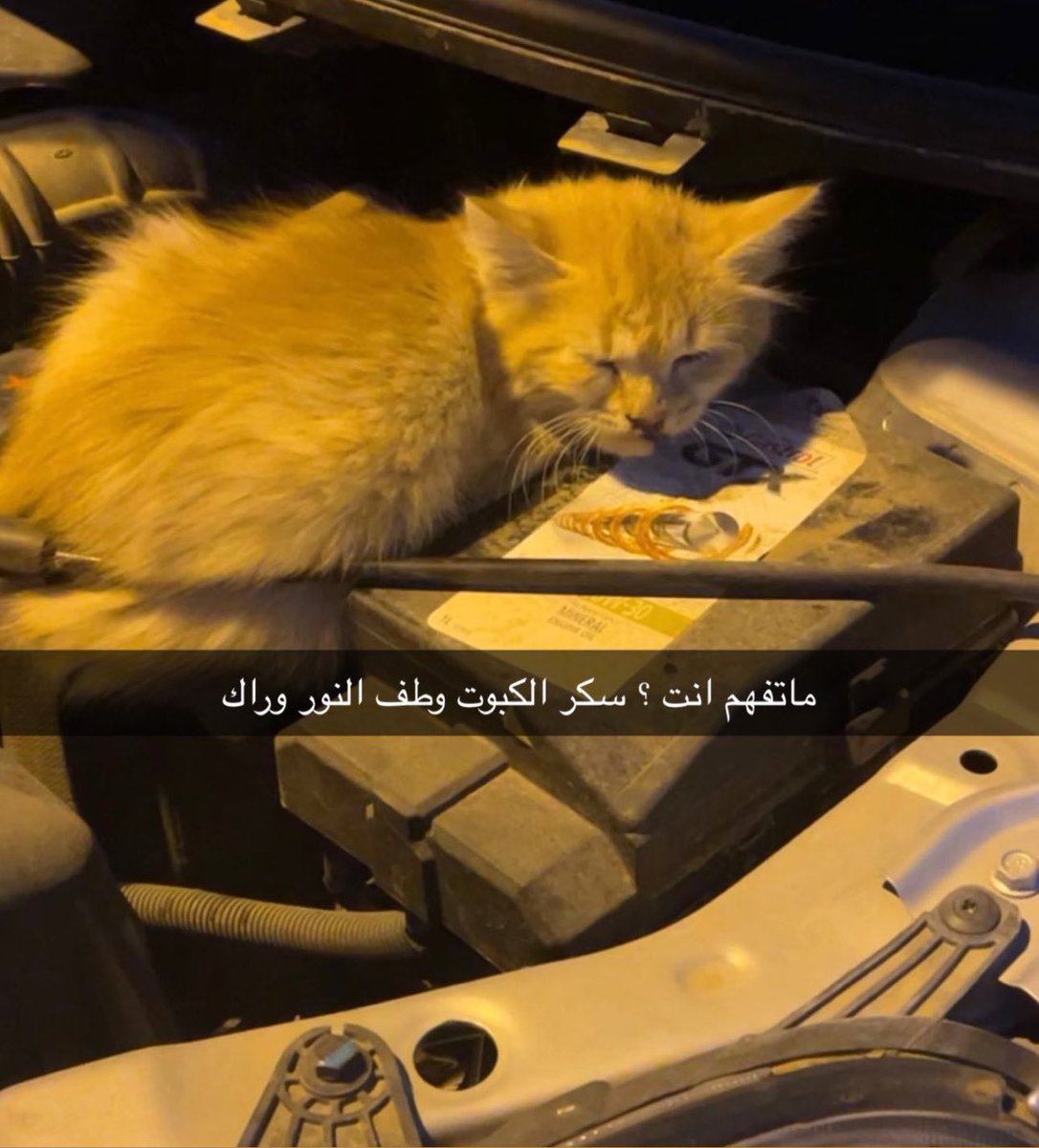 البرتقالي ينام في اي مكان🤣😂