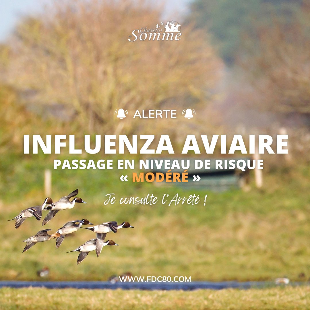 [ INFLUENZA AVIAIRE ] 🚨
Suite à la publication de l’#Arrêté du 14 octobre 2025, le niveau de risque en matière d’#influenza #aviaire hautement pathogène (IAHP) passe de « négligeable » à « 𝐦𝐨𝐝𝐞́𝐫𝐞́ ».
👉 fdc80.com/blog/influenza…