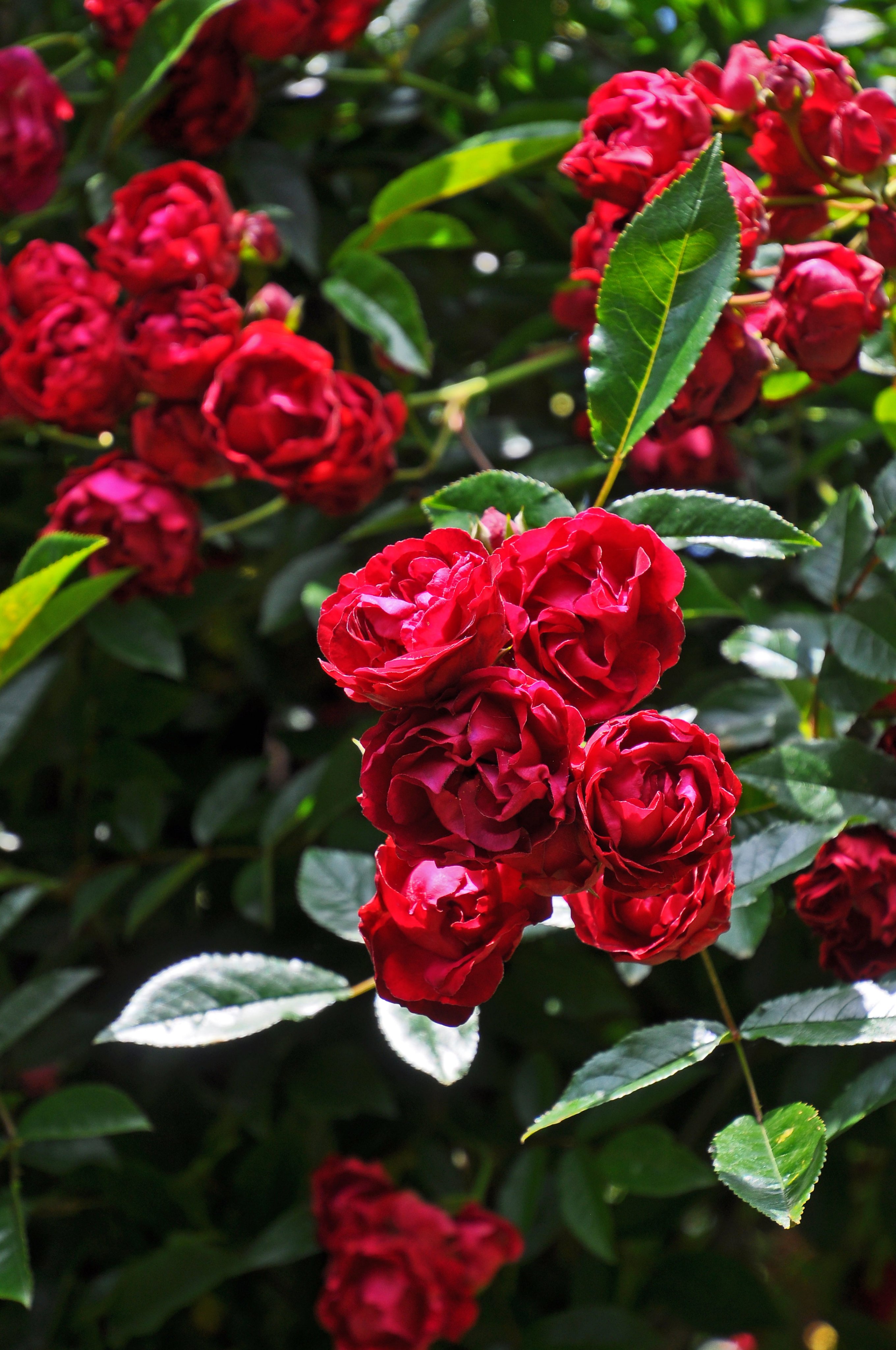 バラの家 公式本店 Rosa Orientis (@rosa_orientis) / X