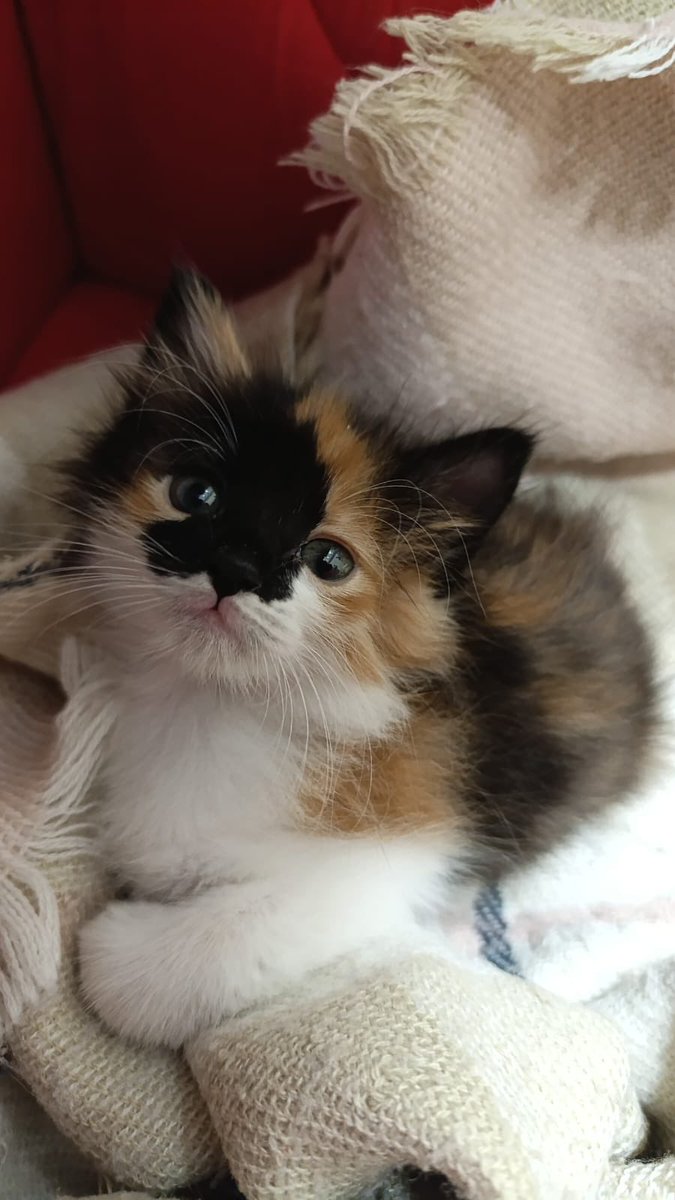 cerezfamilya's tweet image. Sokakta leş gibi bulup parlatılan bu dünya güzeli bebek calico yuva arıyo
İç dış parazit yapılmış 
İki aylık, dişi
İSTANBUL