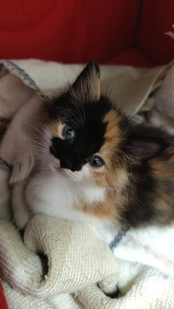 cerezfamilya's tweet image. Sokakta leş gibi bulup parlatılan bu dünya güzeli bebek calico yuva arıyo
İç dış parazit yapılmış 
İki aylık, dişi
İSTANBUL