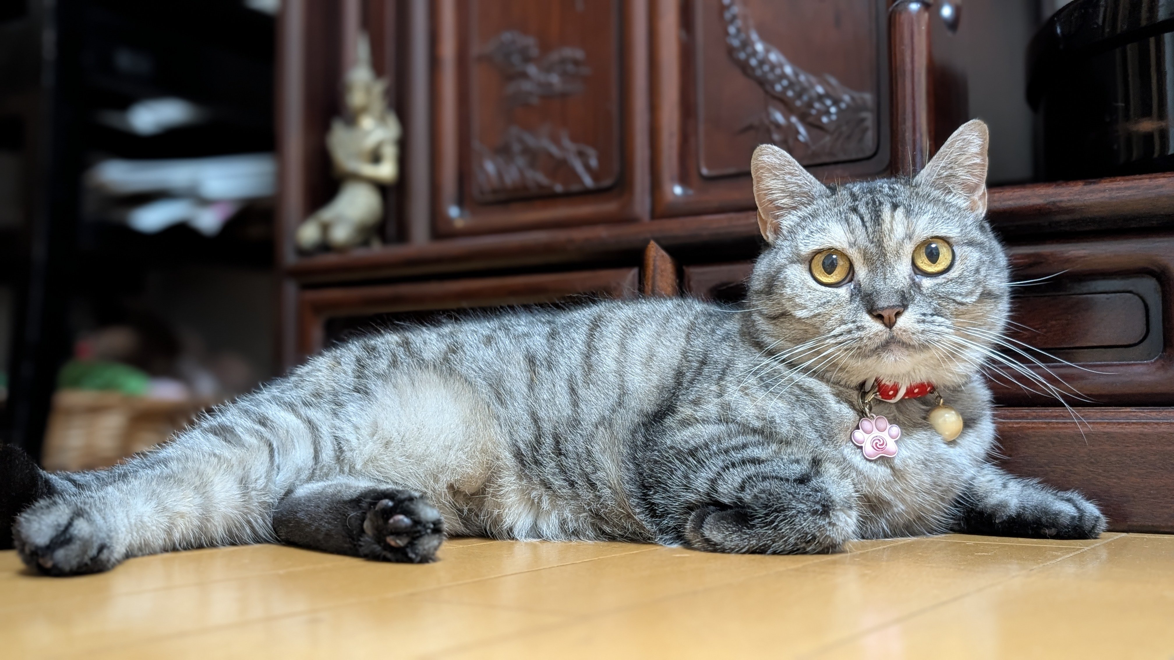 ふぁんふぁん❀猫の愛金繋ぎ❀ ねこさん⚡(ΦωΦ) on X: 