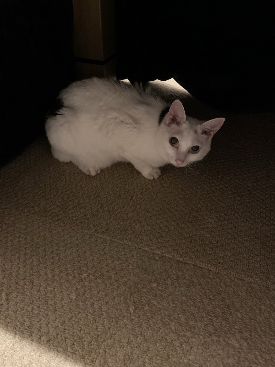 ichi_heart's tweet photo. こたつ 始めました
#cat #ねこ #猫 https://t.co/XyJ3Cy3yCY