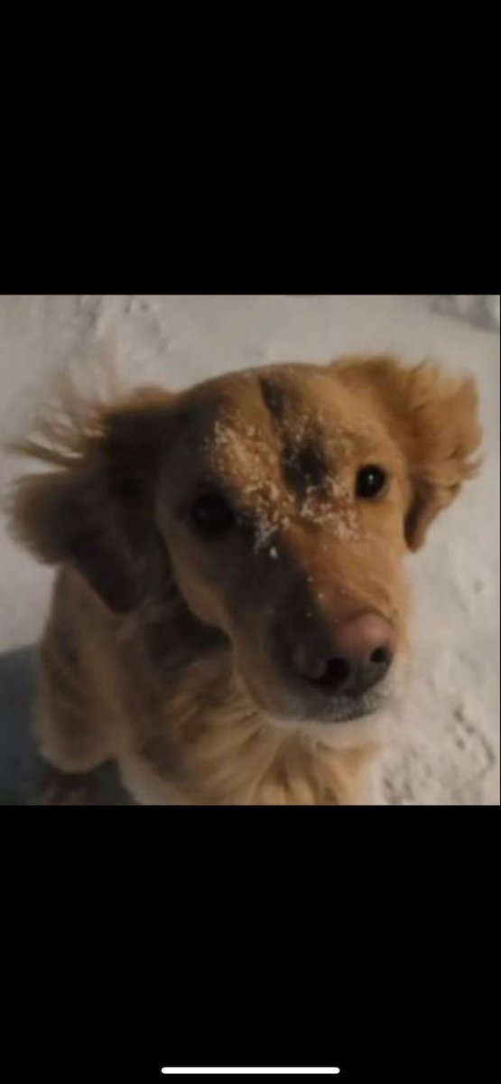 BigTjankusMusic's tweet photo. Stream my new song ”Deep In” 1 billion times (support me financially for completely free) so I can tell my dog he doesn’t have to live in the snow anymore👍

https://t.co/TgBeG1XzJG

#housemusic #spotifywrapped #dogday #dogman #DogLovers https://t.co/r6QvhaF53P