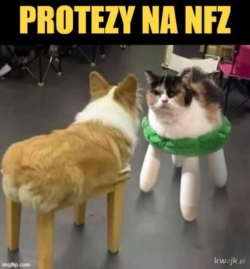Płonąca Firanka (@magnolianowak) on Twitter photo 