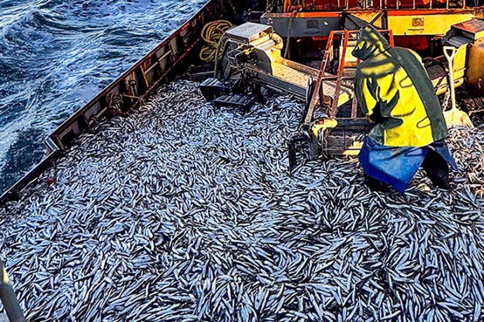 Asesoran a empresas de CAFACh en el camino hacia la certificación de la anchoíta chubutense | revistapuerto.com.ar/2025/10/asesor…