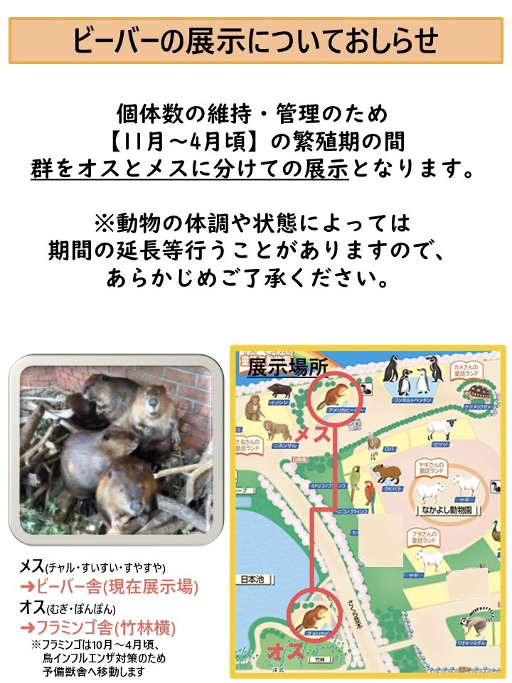 【ビーバー展示についてのお知らせ】
今年も繁殖期の間、群れを分けての展示を行います🦫
5頭揃っての姿が見られるのは、移動後は半年ほど先になりますので、ご来園の際は今の姿をぜひ見にきてくださいね。

※11月上旬に移動予定です。

#羽村市動物公園
#ヒノトントンZOO