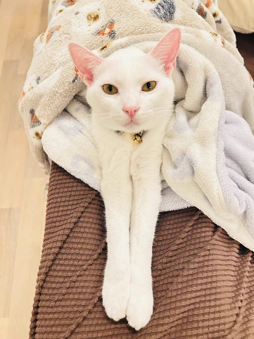頭足猫だね 
